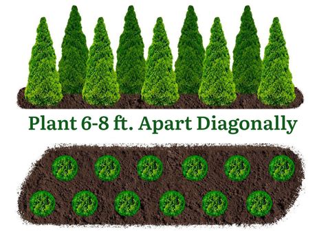 Fast Growing Tall Evergreens For Privacy
