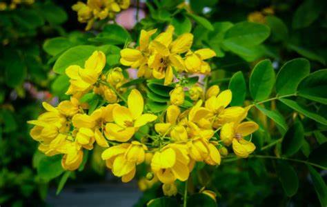 Сенны листья как им похудеть