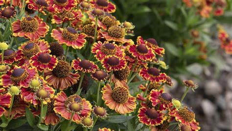 Late Summer And Fall Blooming Perennials For Pollinators