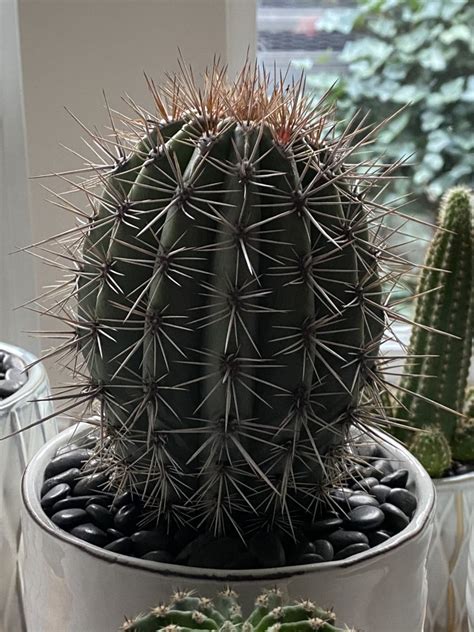 Pachycereus Pringlei Aka Cardon The Tallest Cactus In The World Tall