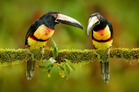 Amazon Rainforest Birds Species List And Top 10