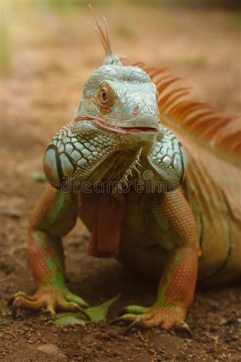 Closeup Portrait Of A Green Iguana Tropical Reptile In Natural