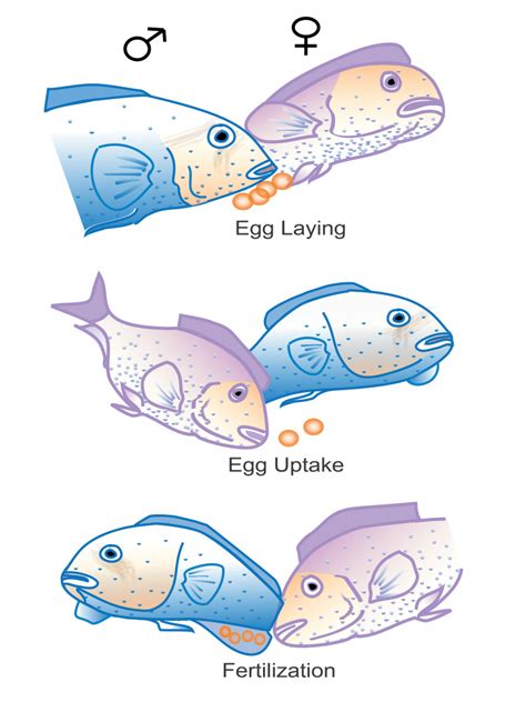 45 Oral Sex In Cichlid Fishes The Evolution And Biology Of Sex