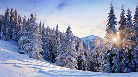 Winter 4k Ultra Hd Wallpaper And Background Image 3840x2160 Id465340