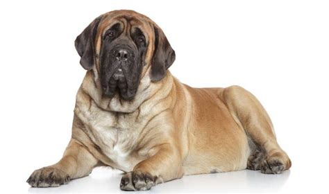 Types Of Mastiffs 23 Different Mastiff Dog Breeds K9 Web