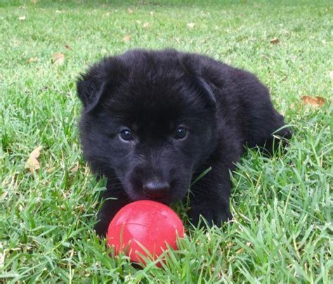 Black Purebred German Shepherd Puppies For Sale In Santa Rosa
