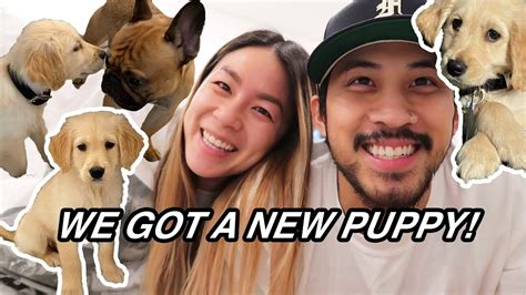 We Got A New Puppy Vlog Bringing Home Golden Retriever Puppy To Meet