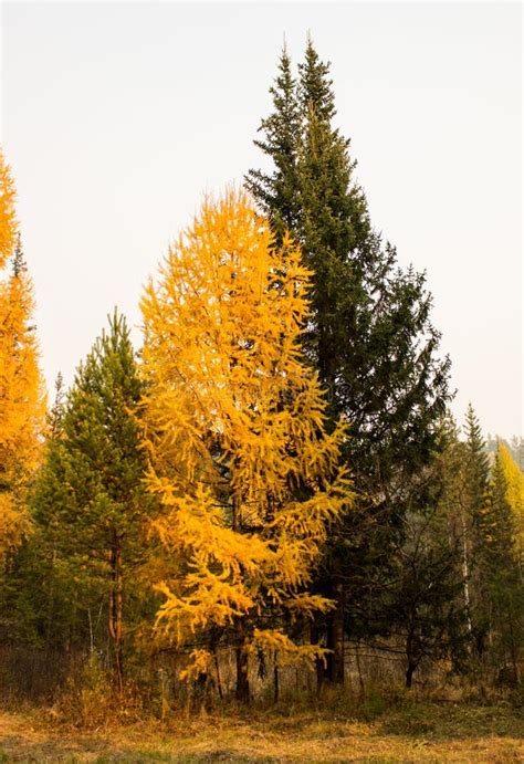 Autumn Yellow Larch Stock Image Image Of Plant Forest 64711679