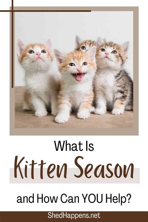 5 Ways to Help Your Local Cat Rescue or Shelter During Kitten Season