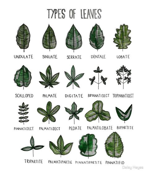 Whats Your Favourite Type Of Leaf Rleafs