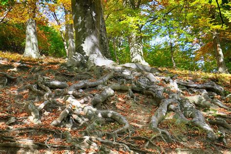 Old Beech Tree With Nice Roots Stock Image Image Of Green Landscape