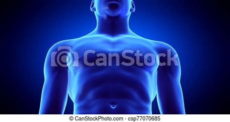 Male Upper Torso Anatomy Male Upper Body Anatomy And Internal Organs