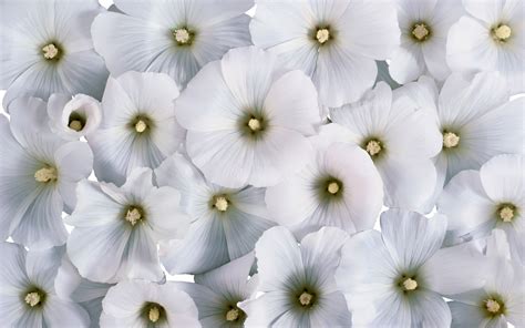 Wallpaper Flower White Gambar Bunga