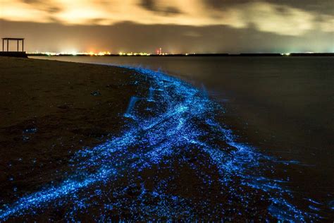 Bioluminescent Beach Watcherffgetty Images Natural Phenomena