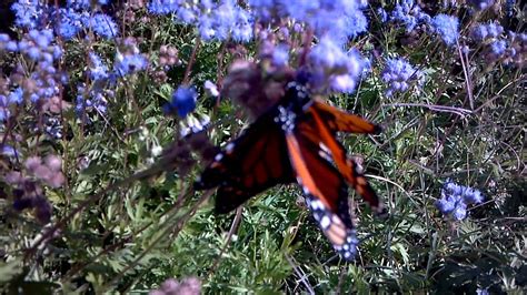 monarch butterfly porn youtube