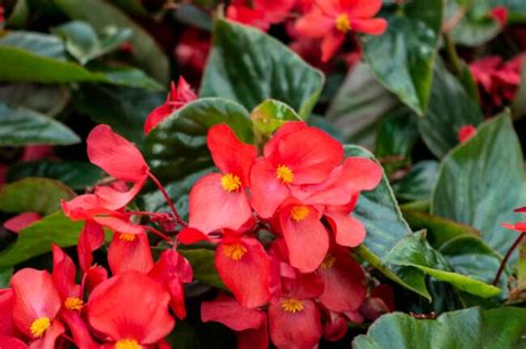 Begonia Care How To Plant Grow And Feed