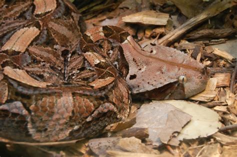 Gaboon Viper Pics4learning