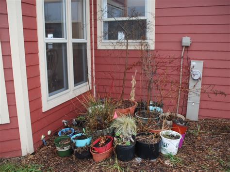 Winter Care For Trees Shrubs And Perennials In Containers