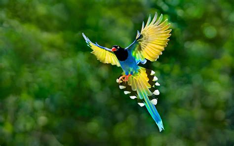 Bird Wallpapers Top Những Hình Ảnh Đẹp