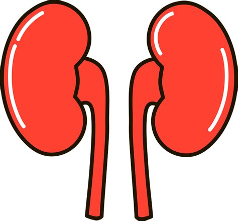 Kidney Clipart Free Download Transparent Png Creazilla