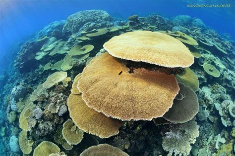 Mushroom Scuba Diving Photography Diving Photography Ocean Video