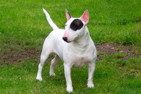 Book with our pet friendly guarantee and get help from our canine concierge! Bull Terrier Rescue Near Me | PETSIDI