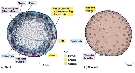 Monocots and dicots have distinct vascular bundles organization. Dicot Stem vs. Monocot Stem: What is The Difference? | Diffzi