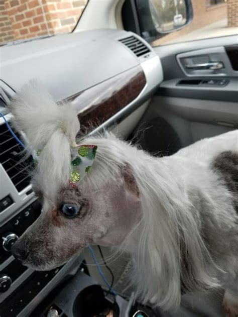 Heres 17 Dogs With Bad Haircuts And The 17 Things They Look Like