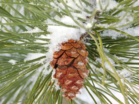 Free Images Tree Branch Snow Winter Macro Pine Needle Pinecone