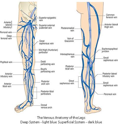 Lower Limb Anatomy Leg Vein Anatomy