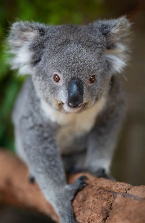 Pin By Connie L Fletcher On Koalas Baby Animals Koala Marsupial