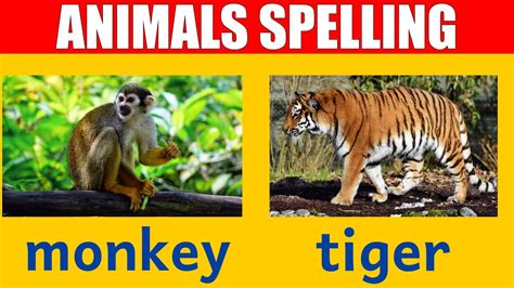 Zoo Animal Names Learn Spelling And Pronunciation In English Youtube