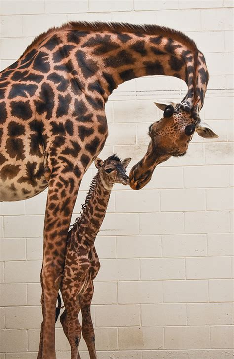 Masai Giraffe Calf Is Latest Arrival At Virginia Zoo Zooborns
