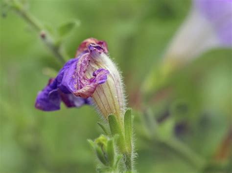 I know nothing about them. How to Deadhead Petunias: The Ultimate Guide (2020 Update)