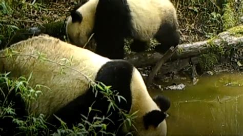 Videos Of A Giant Panda And Its Cub In The Wild Captured In Sichuan Cgtn