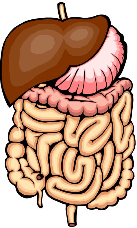 Intestine 20clipart Free Clipart Images Clipart Best Clipart Best