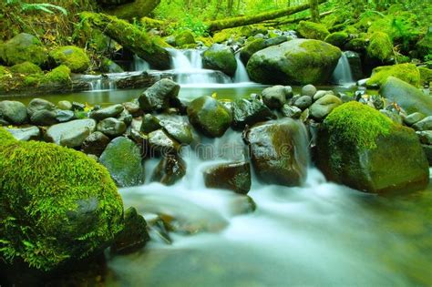 Green Water And Moss Stock Image Image Of Leaf Creek 48450655
