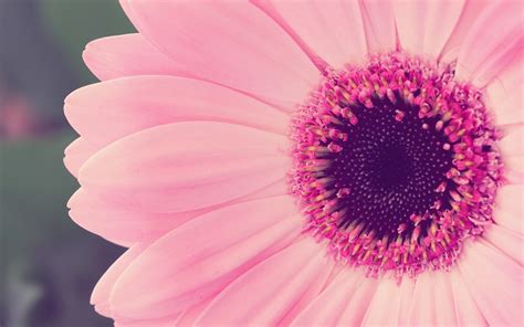 Pink flower background 53 pictures sunflower wallpaper chromebook wallpaper stan 64. Cute Pink Flower - We Need Fun