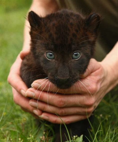 A Person Holding A Small Black Kitten In Their Hands On The Grass With