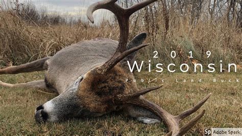 2019 Wisconsin Public Land Archery Buck At 10 Yards Youtube