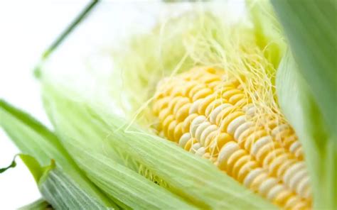 10 Types Of Corn Plants Essential Garden Guide