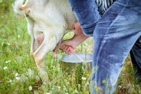 How To Milk A Goat On The Farm Homesteading Tips For Keeping Goats