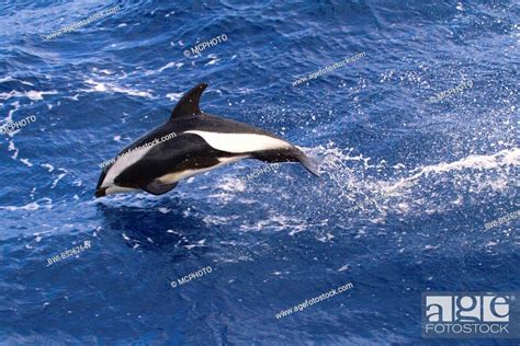 Hourglass Dolphin Southern White Sided Dolphin Lagenorhynchus Cruciger