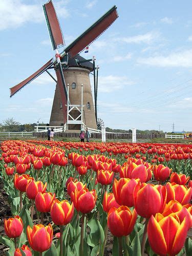Tulip Field In Holland ~ A Must See Places To Travel Places To See Beautiful World Beautiful