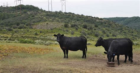 As Drought Cuts Hay Crop Cattle Ranchers Face Culling Herds