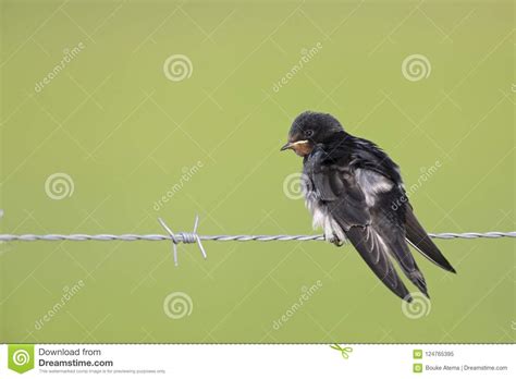 Juvenile Barn Swallows Hirundo Rustica Perched On Barbed Wire Waiting To Get Fed Stock Image