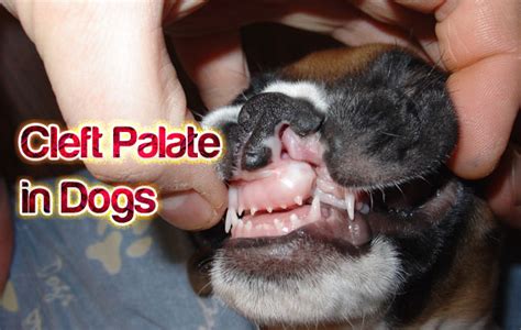 Cleft Palate In Dogs The Puppy Place