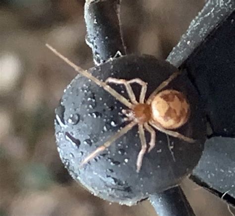Steatoda Triangulosa Triangulate Cobweb Spider In Duluth Georgia