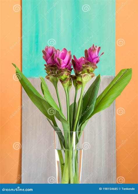 Purple Turmeric Flowers On Orange Background Stock Image Image Of