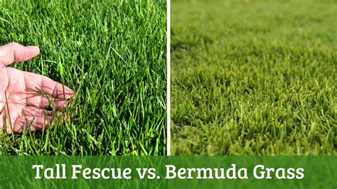 Tall Fescue Vs Bermuda What Are The Differences